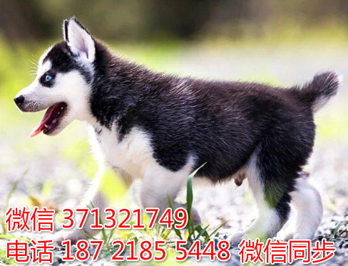 上海特惠哈士奇犬出售纯种幼犬 上海出售领养狗狗