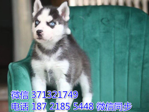 昆明狗狗 哈士奇犬出售纯种 昆明狗狗 昆明全国发货