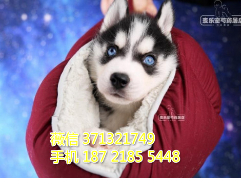 济南狗狗 哈士奇犬出售纯种幼犬 济南狗场 全国发货