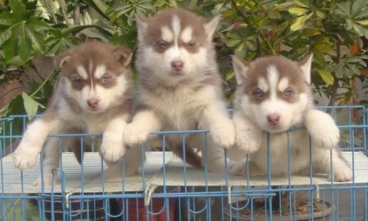 西双版纳买哈士奇请进 勐海买哈士奇请进 狗场