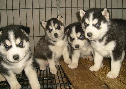 保山买狗 保山卖名犬的地方 狗场买哈士奇