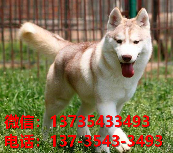 纯种哈士奇犬 杭州宠物狗犬舍出售二哈宠物狗