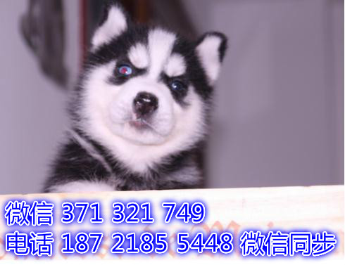 成都宠物狗狗哈士奇犬纯种幼犬 成都犬舍直销