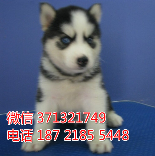 重庆宠物 哈士奇犬纯种幼犬出售 重庆犬舍狗场
