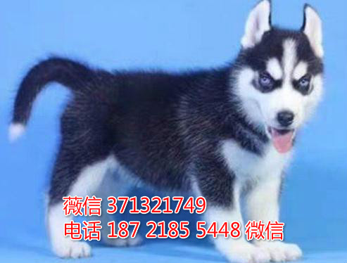 西宁犬舍 宠物狗狗出售 哈士奇犬狗狗 西宁犬