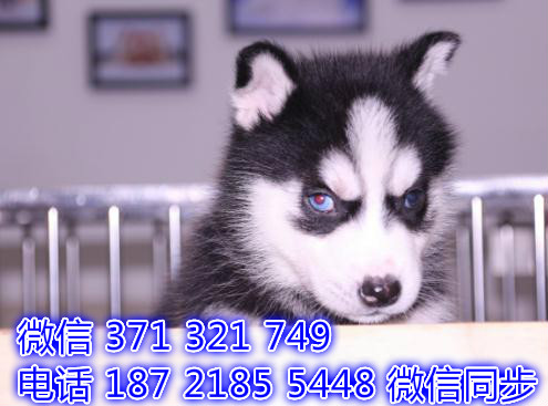 成都宠物狗狗哈士奇犬纯种幼犬 成都犬舍直销