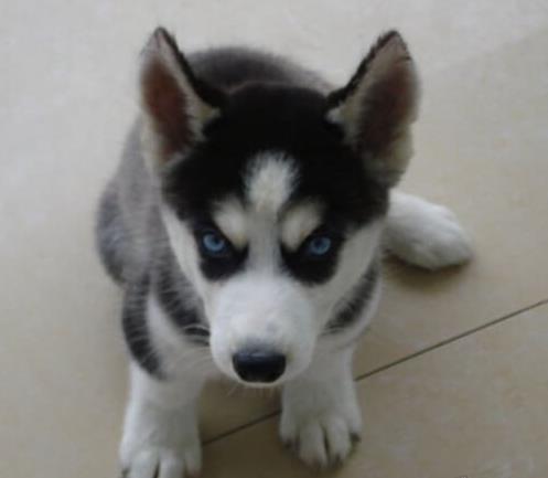 纯种哈士奇幼犬出售 长沙宠物狗犬舍领养宠物