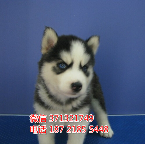 重庆宠物 哈士奇犬纯种幼犬出售 重庆犬舍狗场