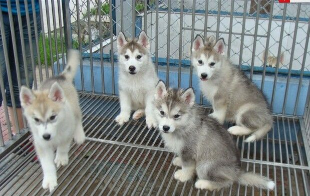 丘北卖哈士奇丘北哪里买到纯种哈士奇