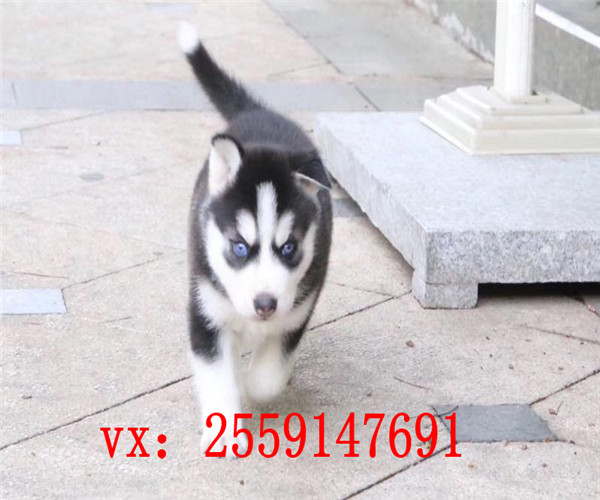 杭州哪里卖哈士奇 杭州哈士奇犬舍 杭州灰色哈士奇多少钱 杭州健康哈士奇价格