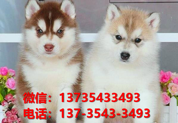 杭州宠物狗狗领养纯种哈士奇犬哪里有正宗二哈