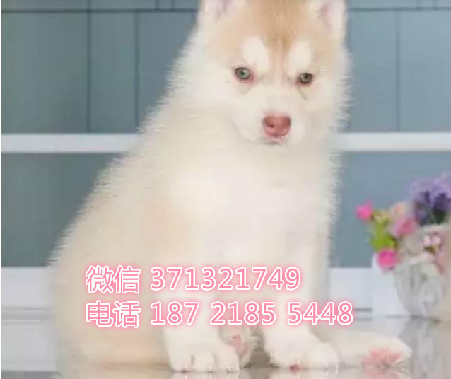 大连宠物 哈士奇犬出售纯种 大连犬舍在哪里 