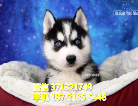 苏州狗狗 哈士奇犬出售纯种幼犬 苏州犬舍全国