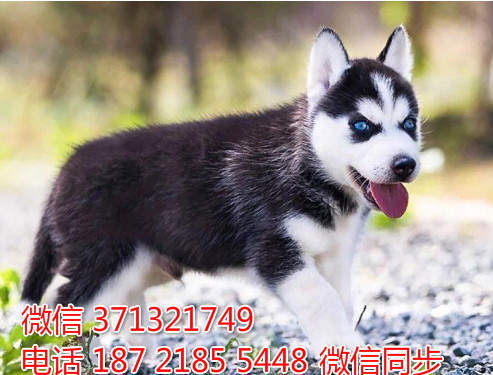 南昌宠物狗狗 哈士奇犬出售 南昌犬舍 南昌宠物店