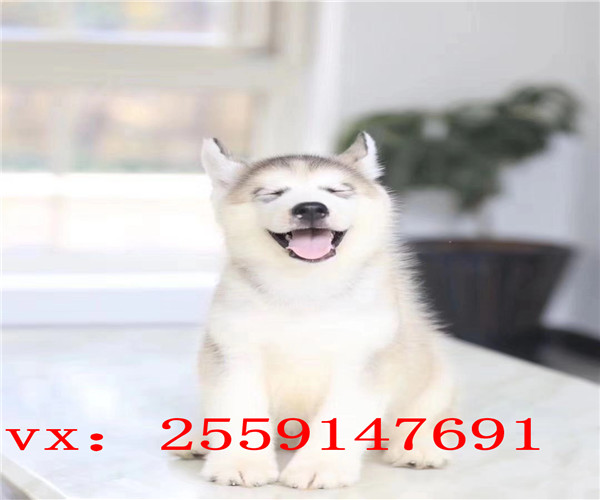 莆田哪里卖哈士奇 莆田红色哈士奇出售 莆田健康哈士奇多少钱