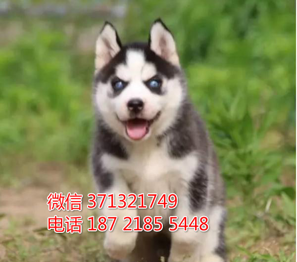 金华 宠物 哈士奇犬纯种幼犬 金华犬舍在哪里