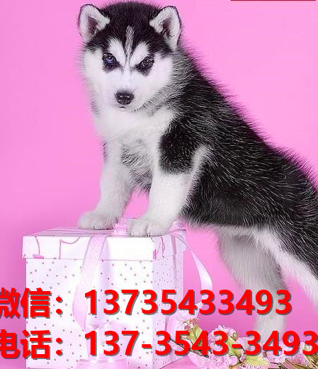 纯种哈士奇犬 成都宠物狗犬舍出售二哈宠物狗