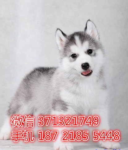 深圳狗狗 哈士奇犬出售纯种幼犬 深圳实体店 全国发货