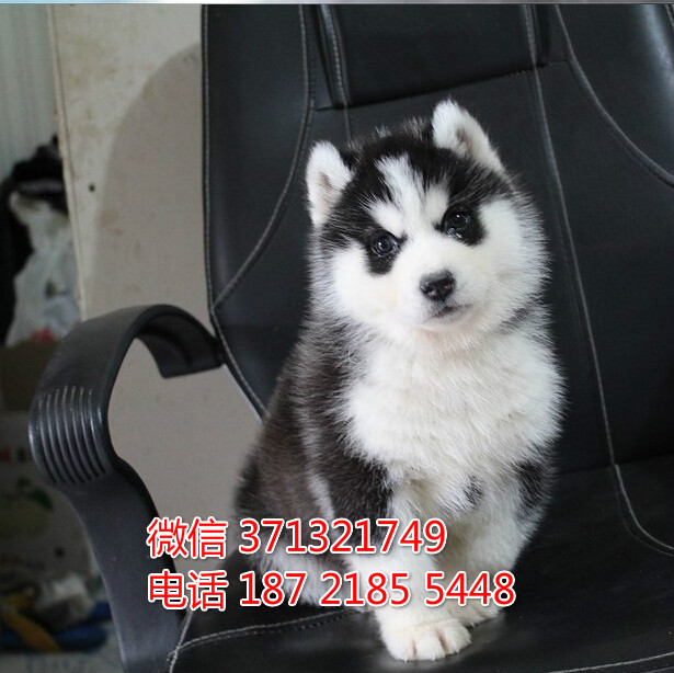 济南宠物 哈士奇犬出售纯种 济南犬舍 济南特价宠物