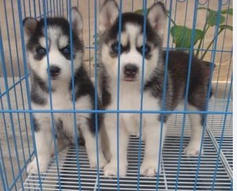 文山买狗网 文山名犬基地买哈士奇