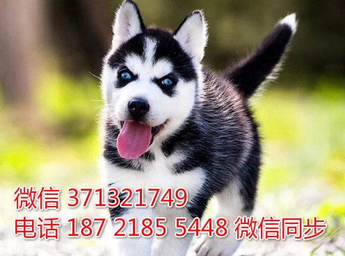 哈尔滨特惠 哈士奇犬出售纯种幼犬 哈尔滨市犬