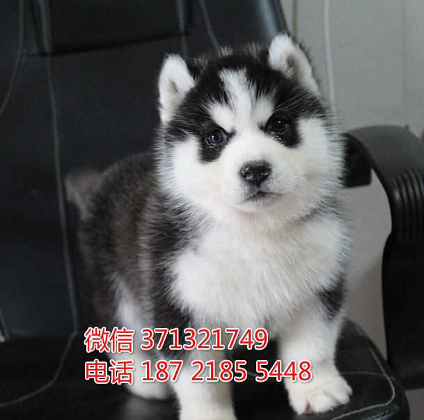 济南宠物 哈士奇犬出售纯种 济南犬舍 济南特价宠物