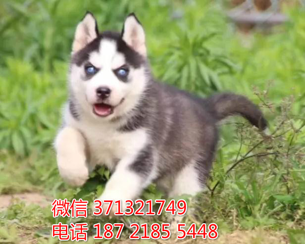 重庆狗狗 哈士奇犬出售纯种幼犬 重庆特价宠物