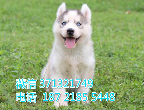 厦门宠物 哈士奇犬纯种幼犬出售 厦门犬舍在哪里