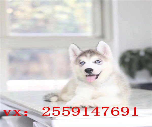杭州哪里卖哈士奇 杭州哈士奇犬舍 杭州灰色哈
