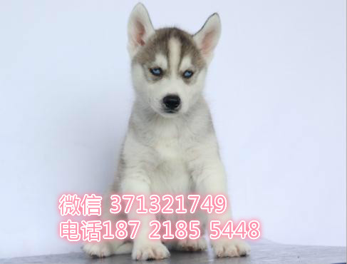 成都宠物 哈士奇犬纯种幼犬 狗场繁殖 成都犬