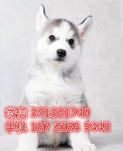 深圳狗狗 哈士奇犬出售纯种幼犬 深圳实体店 