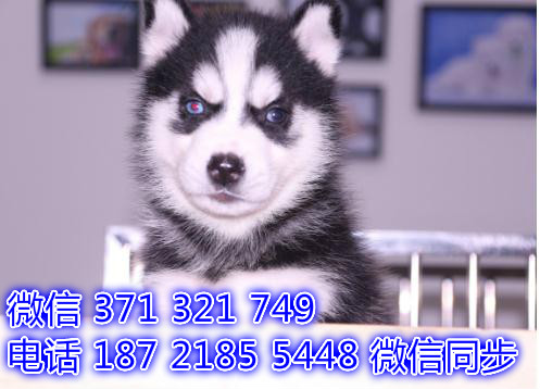 成都宠物狗狗哈士奇犬纯种幼犬 成都犬舍直销