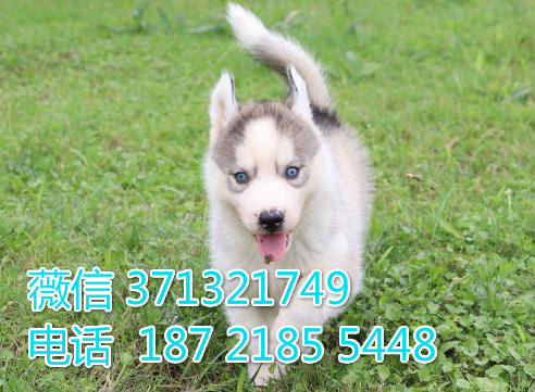 西安宠物 哈士奇犬出售纯种 西安犬舍在哪里