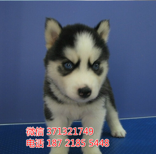 长沙宠物 哈士奇犬出售纯种幼犬 长沙狗场在哪