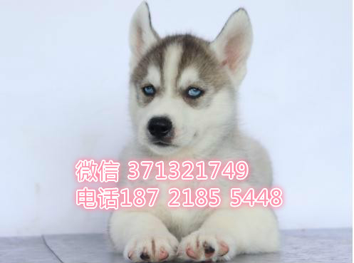 成都宠物 哈士奇犬纯种幼犬 狗场繁殖 成都犬舍