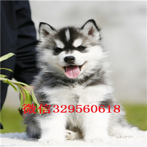  鞍山哪里能买到纯种哈士奇哈士奇养殖场出售精品纯种哈士奇纯种哈士奇幼犬