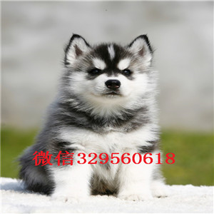  鞍山哪里能买到纯种哈士奇哈士奇养殖场出售精品纯种哈士奇纯种哈士奇幼犬
