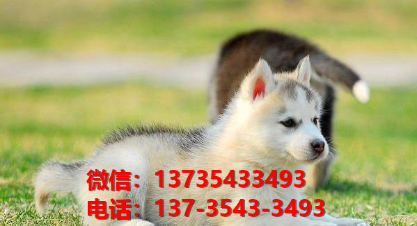 湖南宠物狗狗犬舍出售纯种哈士奇犬 二哈在哪有狗市场卖狗地方