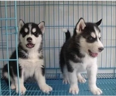 兴义买中型犬 兴义买哈士奇 犬场出售哈士奇