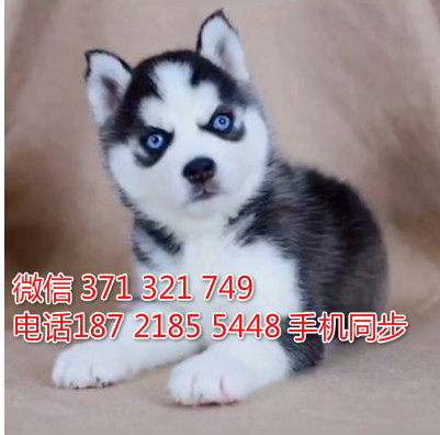 特惠哈士奇犬出售 支持上门支持空运汽运 宠物狗狗狗场批发逊