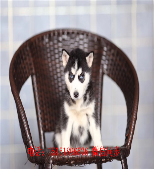 成都哪里卖健康的哈士奇 成都哈士奇出售 成都红色哈士奇多少钱