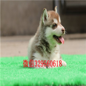 湘潭哪里卖哈士奇幼犬哈士奇好养吗精品纯种