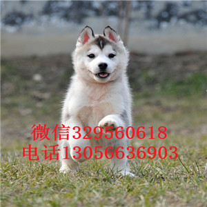  黑河哪里有卖哈士奇的赛级哈士奇幼犬精品纯种哈士奇黑眼纯种哈士奇幼犬