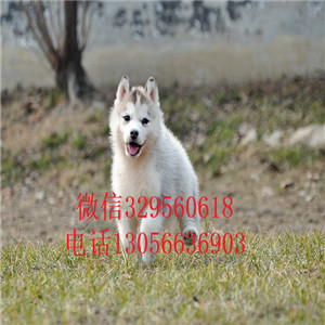  黑河哪里有卖哈士奇的赛级哈士奇幼犬精品纯