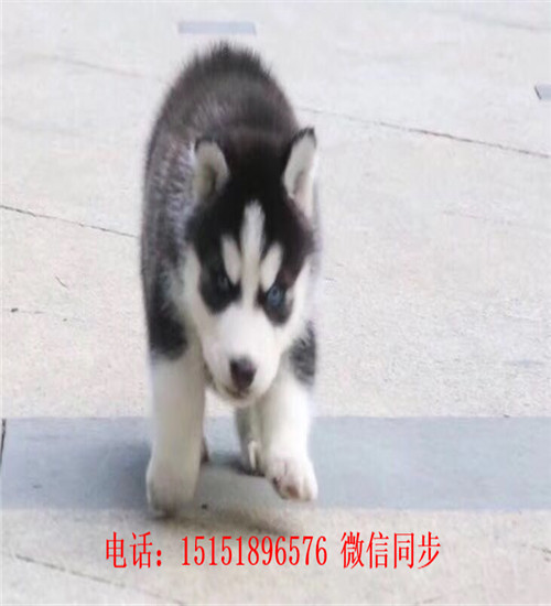成都哪里卖健康的哈士奇 成都哈士奇出售 成都红色哈士奇多少钱