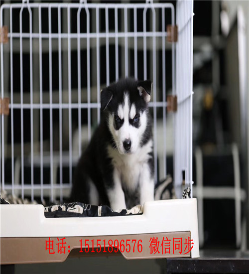 成都哈士奇出售 成都红色哈士奇价格 成都哪里卖灰色哈士奇 成都哈士奇怎么卖的