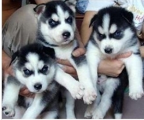 凯里买狗 凯里买哈士奇 犬场哈士奇幼犬出售