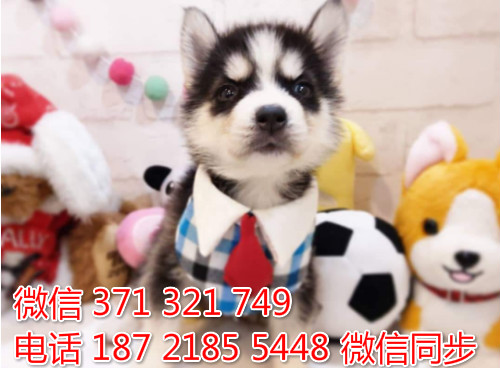 哈士奇纯种幼犬出售，犬舍直销哈士奇 犬舍狗场