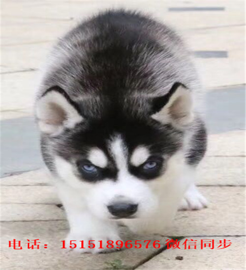 成都哪里卖健康的哈士奇 成都哈士奇出售 成都红色哈士奇多少钱