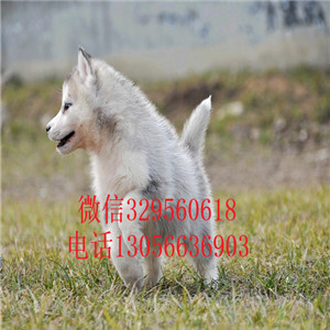  黑河哪里有卖哈士奇的赛级哈士奇幼犬精品纯种哈士奇黑眼纯种哈士奇幼犬